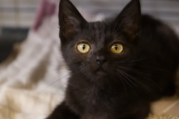 Znaleziono kota, Sosnowiec, 17 lipca 2025 (3/4)