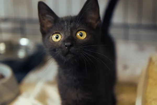 Znaleziono kota, Sosnowiec, 17 lipca 2025 (4/4)