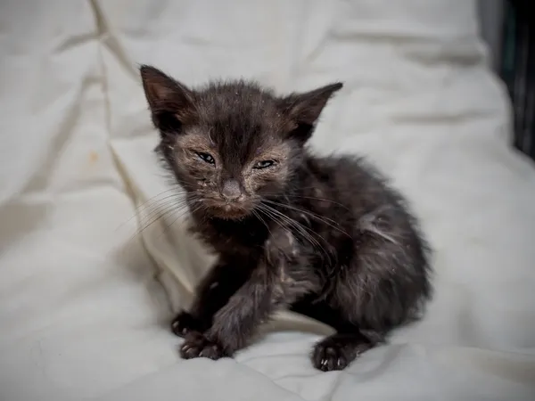 Znaleziono kota, Sosnowiec, 17 lipca 2025 (2/2)