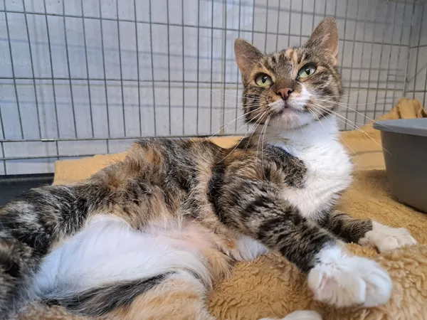 Znaleziono kota, Sosnowiec, 15 lipca 2025 (1/5)