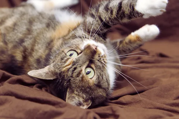 Znaleziono kota, Sosnowiec, 15 lipca 2025 (3/5)