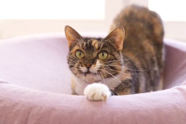 Znaleziono kota, Sosnowiec, 15 lipca 2025 (4/5)