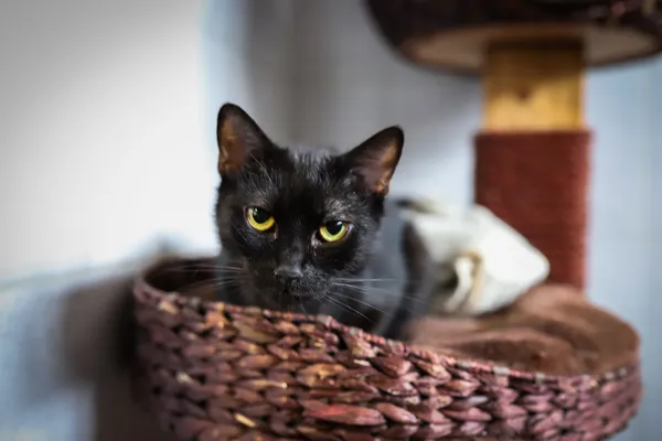 Znaleziono kota, Sosnowiec, 15 lipca 2025 (2/5)