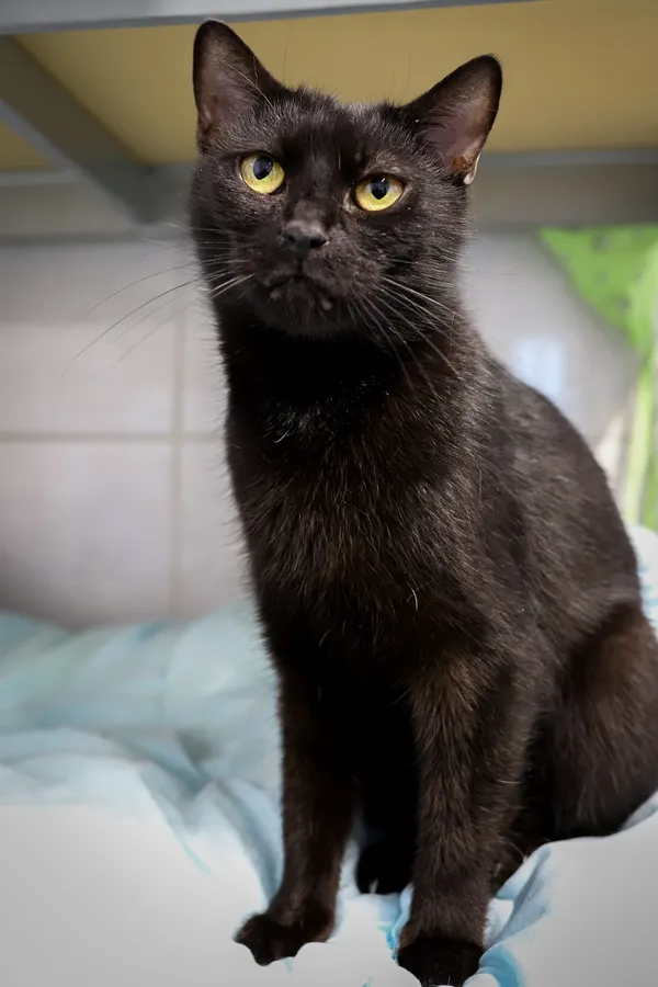 Znaleziono kota, Sosnowiec, 15 lipca 2025 (4/5)