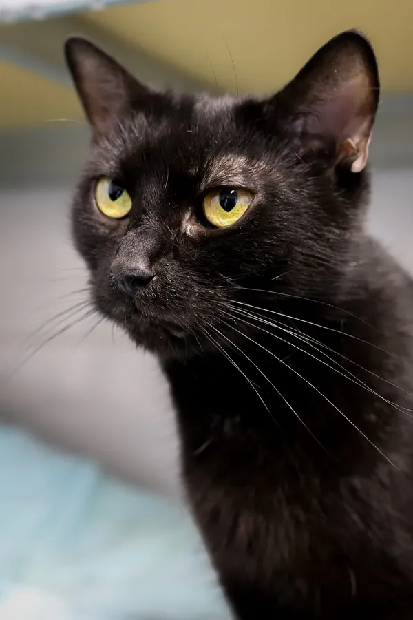 Znaleziono kota, Sosnowiec, 15 lipca 2025 (5/5)