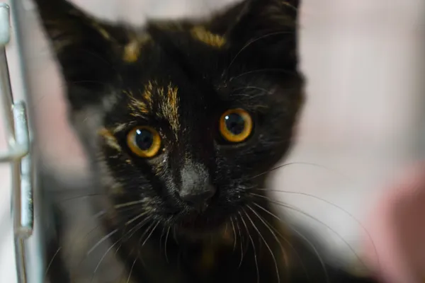 Znaleziono kota, Sosnowiec, 14 lipca 2025 (1/2)