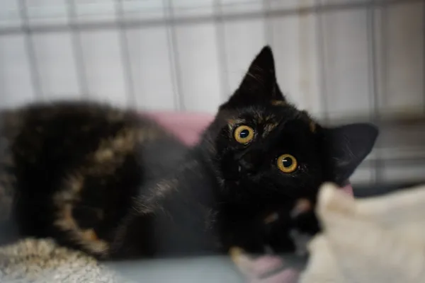 Znaleziono kota, Sosnowiec, 14 lipca 2025 (2/2)