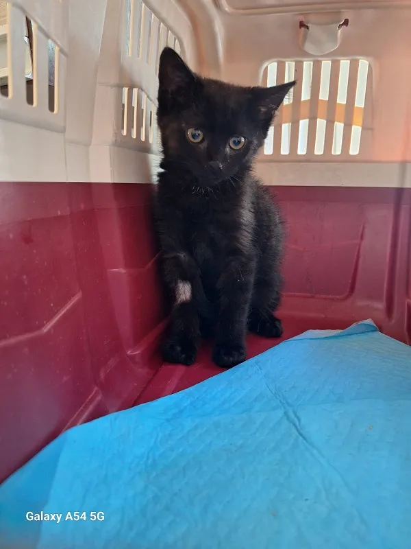 Kot do adopcji, Orzechowce, 21 lipca 2025