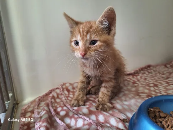 Kot do adopcji, Orzechowce, 21 lipca 2025 (1/3)