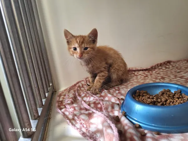 Kot do adopcji, Orzechowce, 21 lipca 2025 (2/3)