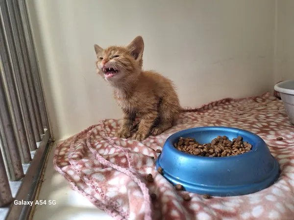 Kot do adopcji, Orzechowce, 21 lipca 2025 (3/3)