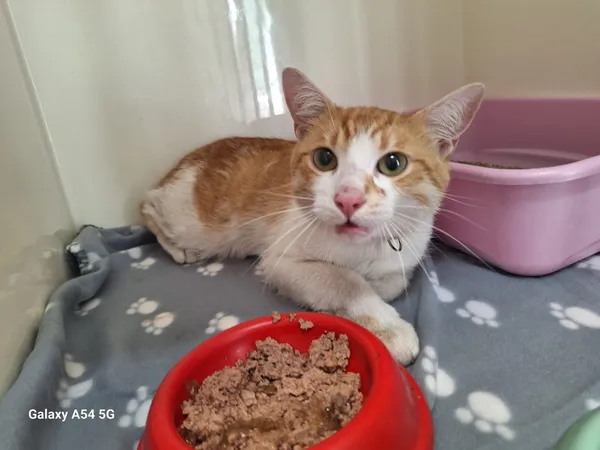 Kot do adopcji, Orzechowce, 21 lipca 2025 (1/2)