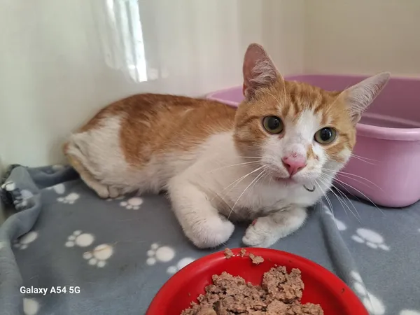 Kot do adopcji, Orzechowce, 21 lipca 2025 (2/2)