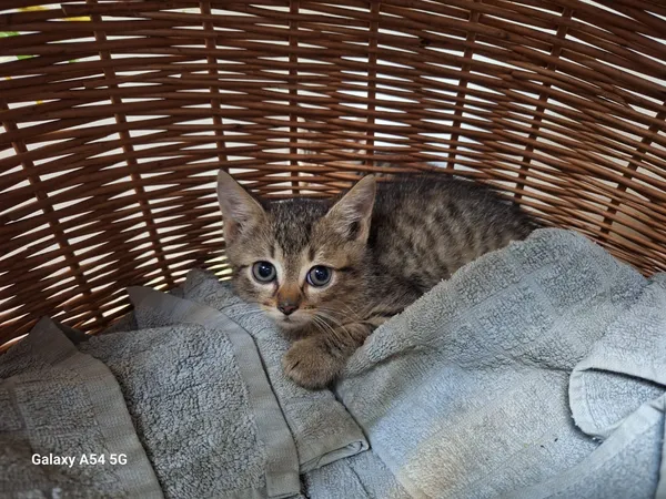 Kot do adopcji, Orzechowce, 19 lipca 2025 (2/2)