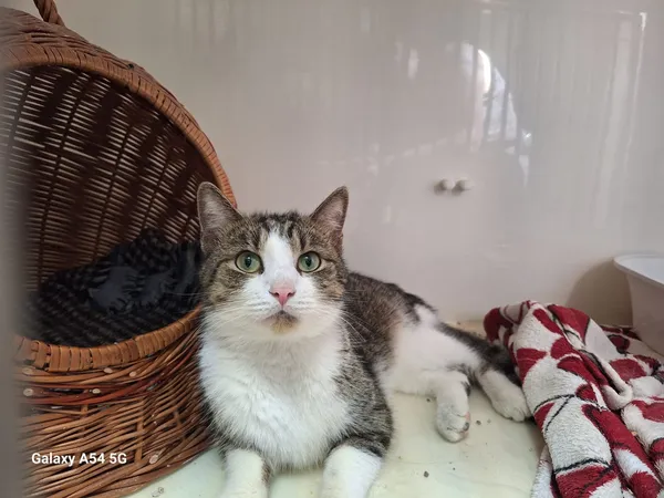 Kot do adopcji, Orzechowce, 18 lipca 2025 (1/2)