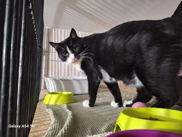 Kot do adopcji, Orzechowce, 18 lipca 2025 (1/2)