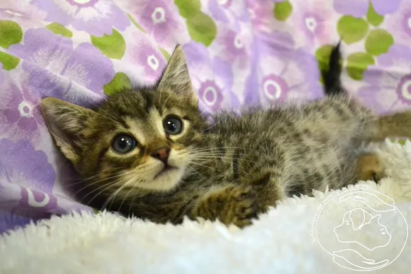 Kot do adopcji, Chełmek, 24 czerwca 2025