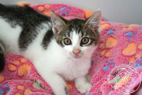 Kot do adopcji, Chełmek, 14 czerwca 2025