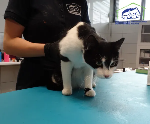 Znaleziono kota, Szczecin, 21 lipca 2025