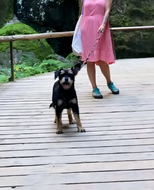 Zaginął pies, Ponikwa, 21 lipca 2025 (2/4)