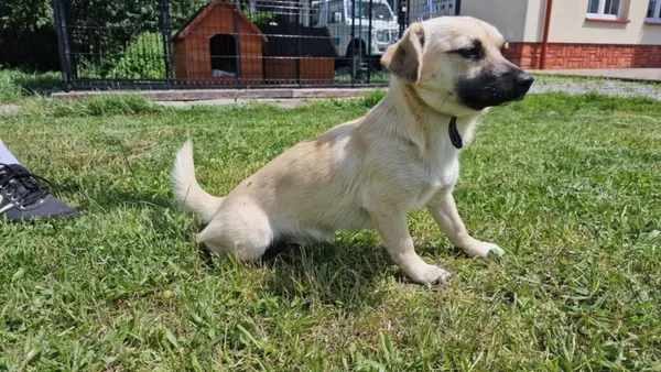 Pies do adopcji, Ropczyce, 21 lipca 2025