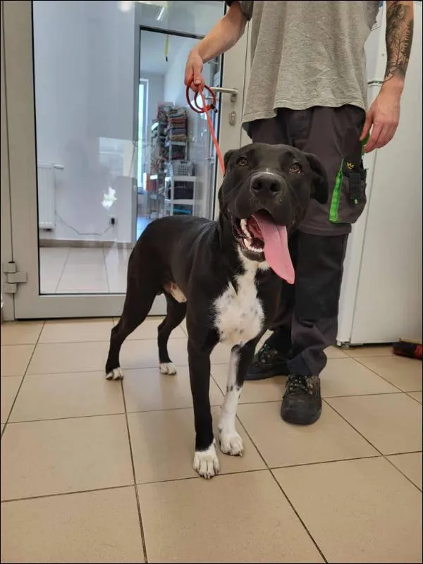 Znaleziono psa, Grudziądz, 21 lipca 2025