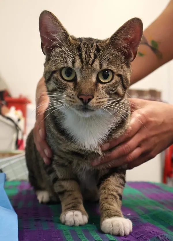 Znaleziono kota, Łódź, 20 lipca 2025 (1/5)