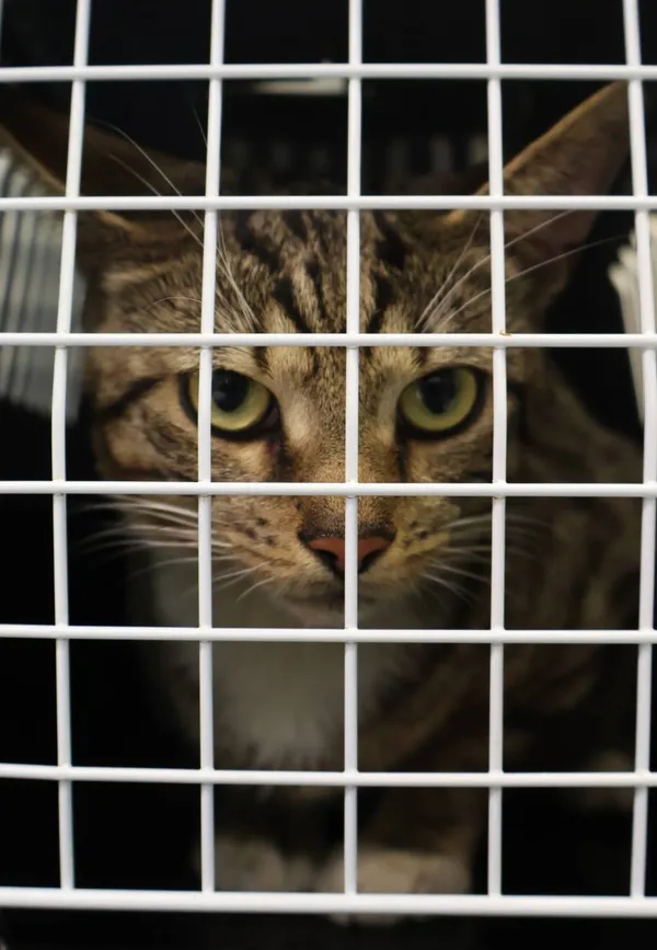 Znaleziono kota, Łódź, 20 lipca 2025 (2/5)