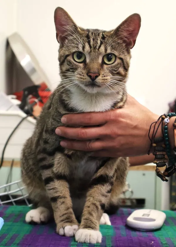 Znaleziono kota, Łódź, 20 lipca 2025 (3/5)