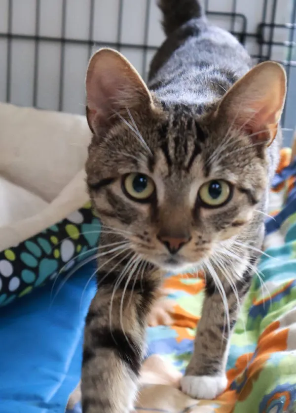 Znaleziono kota, Łódź, 20 lipca 2025 (4/5)