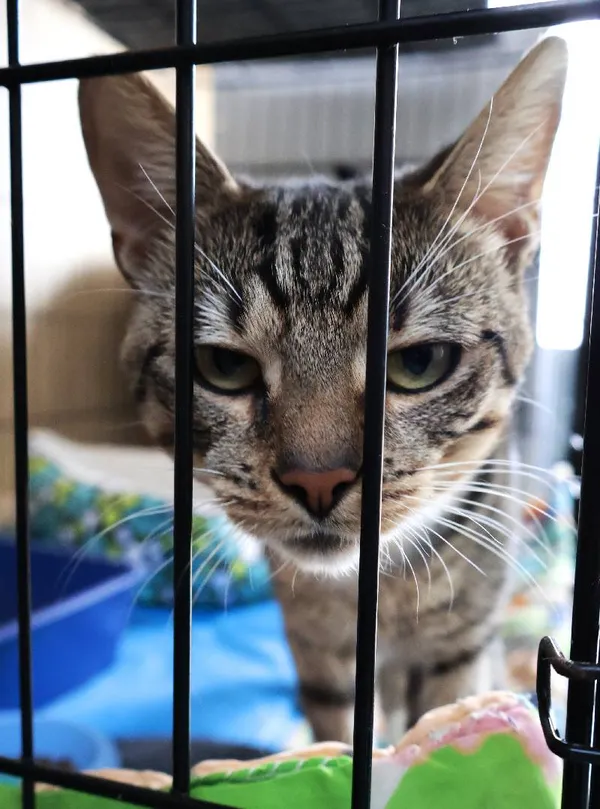 Znaleziono kota, Łódź, 20 lipca 2025 (5/5)