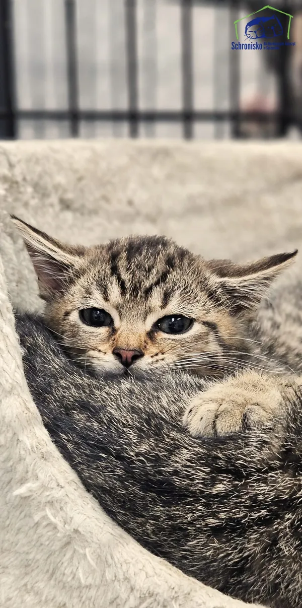 Kot do adopcji, Szczecin, 19 lipca 2025 (2/3)