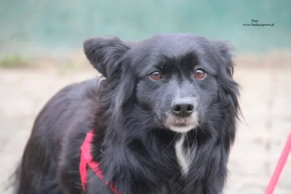 Pies do adopcji, Nowy Dwór Mazowiecki, 30 listopada 2025 (1/5)