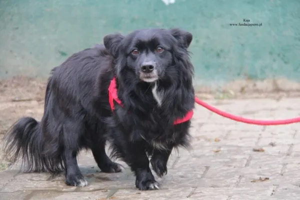 Pies do adopcji, Nowy Dwór Mazowiecki, 30 listopada 2025 (2/5)