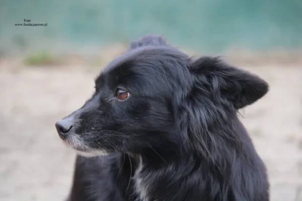 Pies do adopcji, Nowy Dwór Mazowiecki, 30 listopada 2025 (3/5)