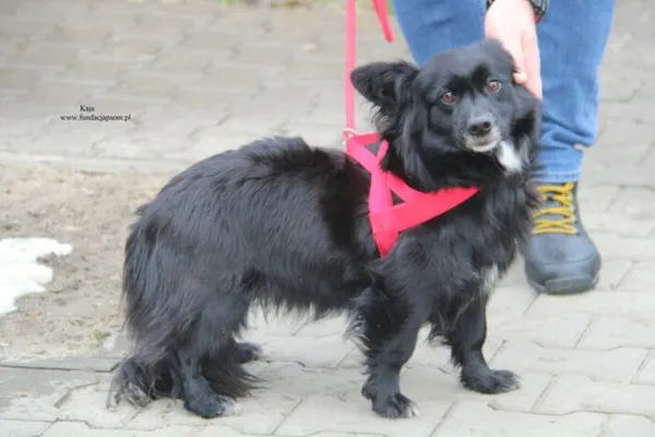 Pies do adopcji, Nowy Dwór Mazowiecki, 30 listopada 2025 (4/5)
