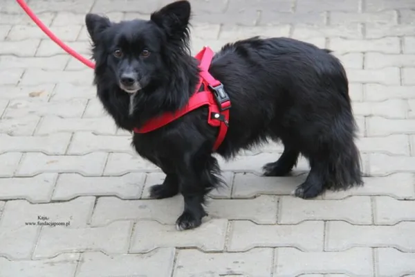 Pies do adopcji, Nowy Dwór Mazowiecki, 30 listopada 2025 (5/5)