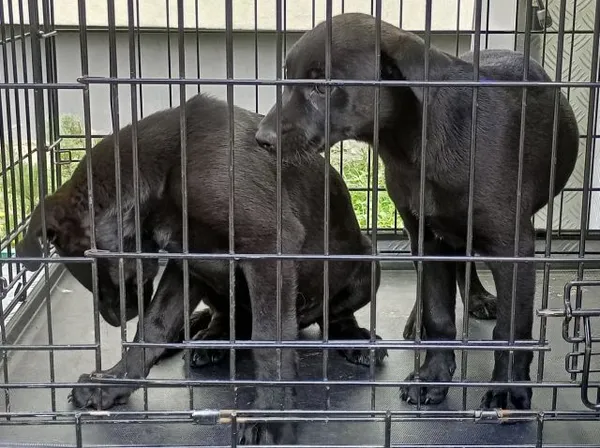 Znaleziono psa, Radom, 21 maja 2025