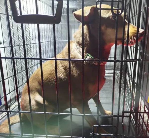 Znaleziono psa, Radom, 20 lipca 2025