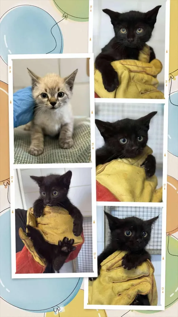 Znaleziono kota, Lublin, 19 lipca 2025