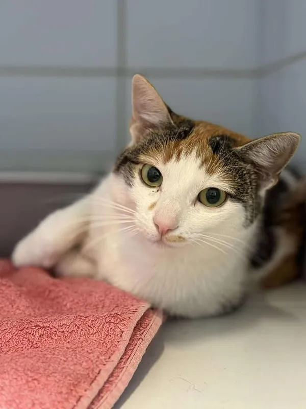 Znaleziono kota, Lublin, 20 lipca 2025