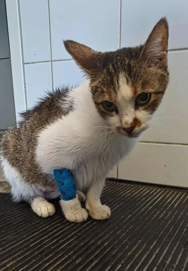 Znaleziono kota, Lublin, 21 lipca 2025