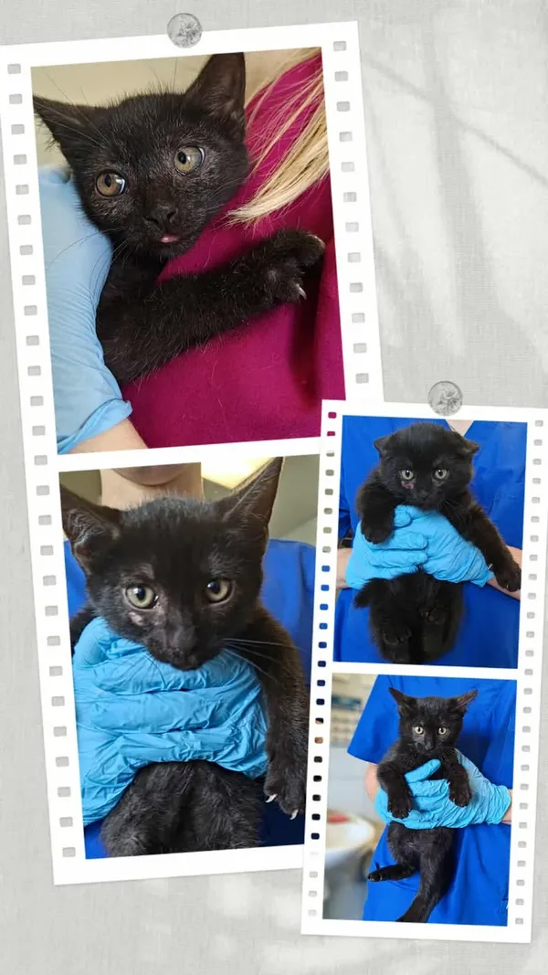 Znaleziono kota, Lublin, 21 lipca 2025