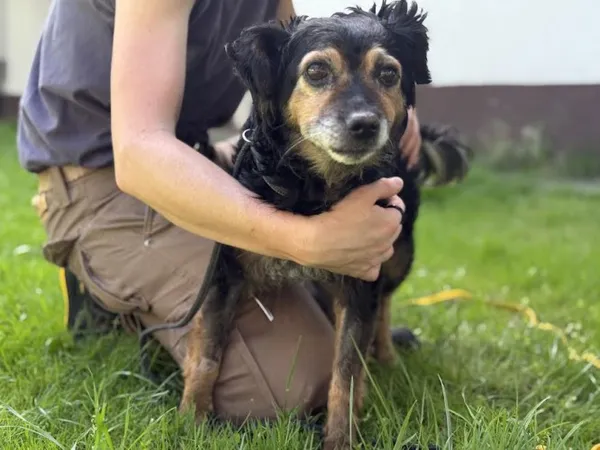 Pies do adopcji, Kraków, 7 lipca 2025 (2/5)