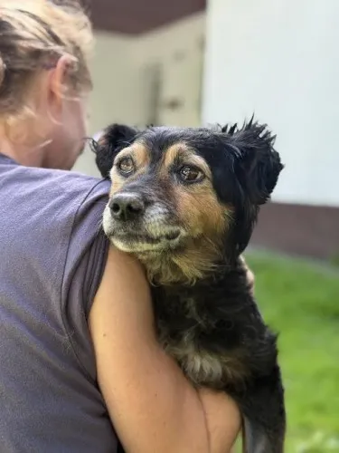 Pies do adopcji, Kraków, 7 lipca 2025 (3/5)