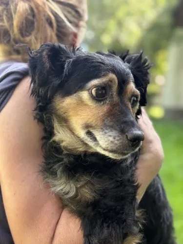 Pies do adopcji, Kraków, 7 lipca 2025 (4/5)