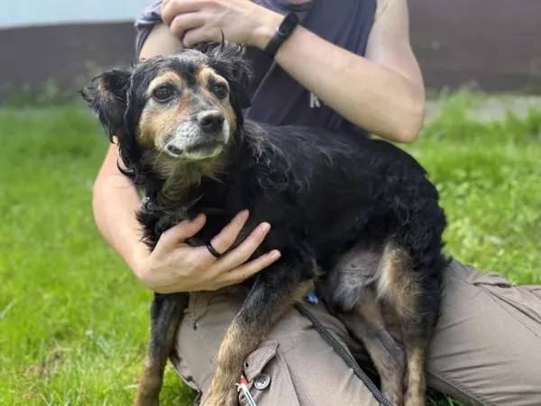 Pies do adopcji, Kraków, 7 lipca 2025 (5/5)