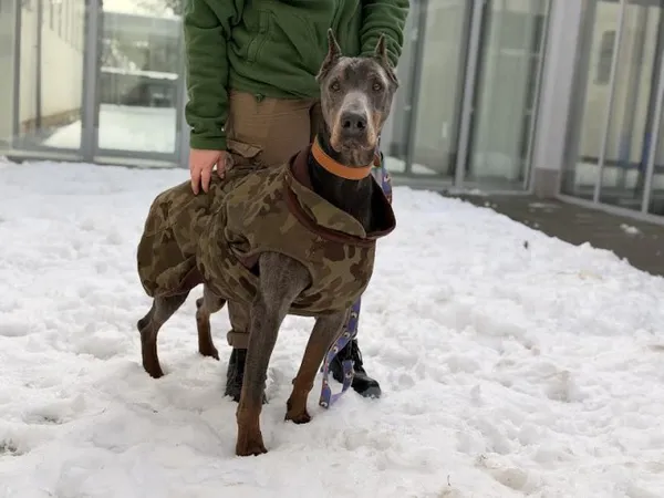 Pies do adopcji, Kraków, 7 lipca 2025 (2/5)