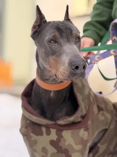 Pies do adopcji, Kraków, 7 lipca 2025 (3/5)