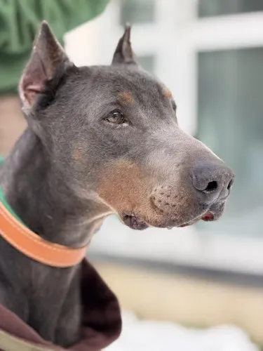 Pies do adopcji, Kraków, 7 lipca 2025 (5/5)